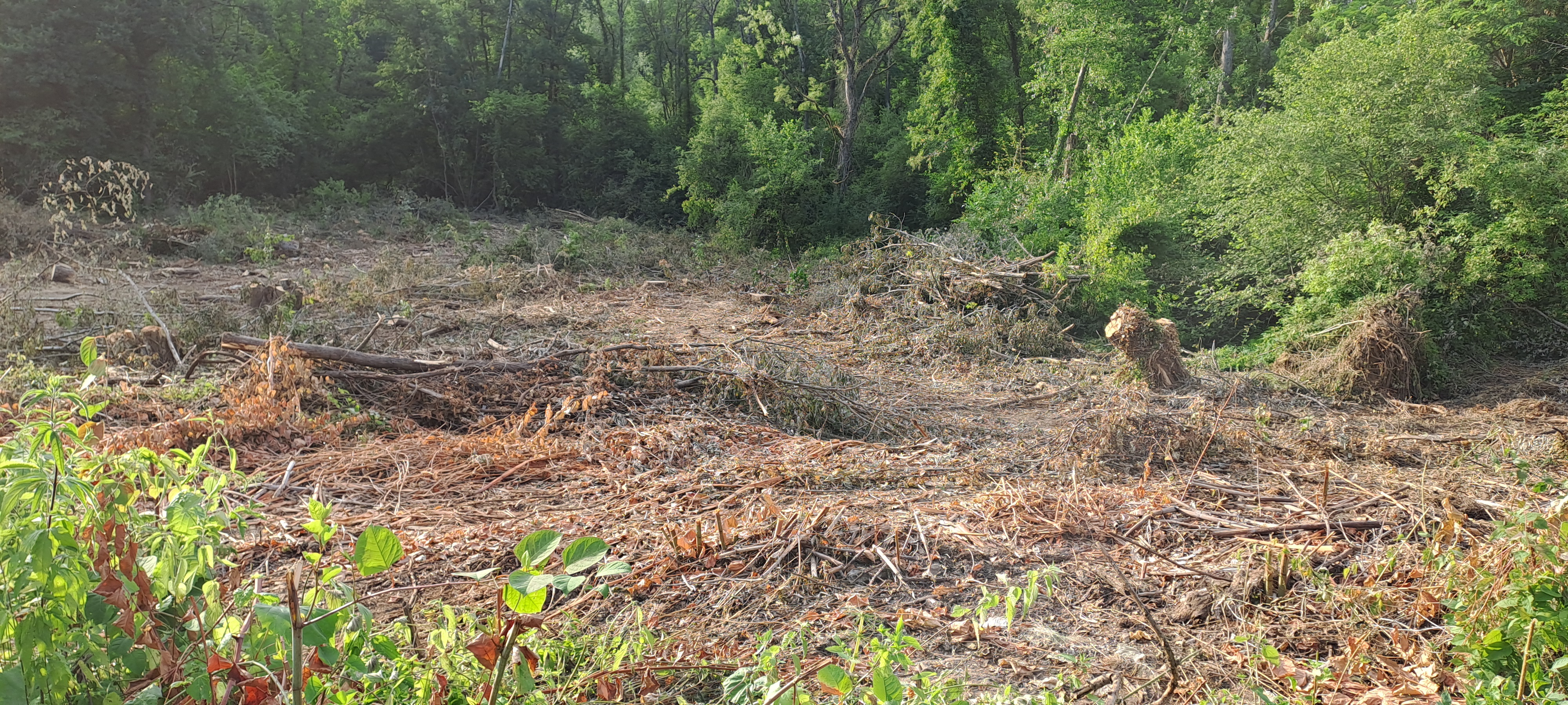 Coupe rase des bois communaux : Chronologie d'un passage en force environnemental et réglementaire